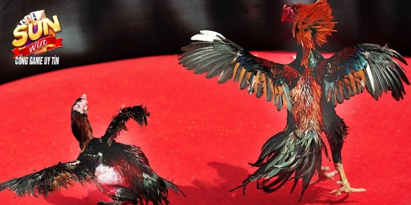 Đá gà truyền thống vẫn được ưa chuộng